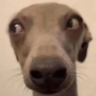 😏 chien, lévrier italien, mème, drôle, animal, animal de compagnie telegram sticker