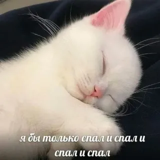 😇 я бы только спал и спал и спал и спал 猫, 睡觉, 小猫, 睡, 动物, 宠物 telegram sticker