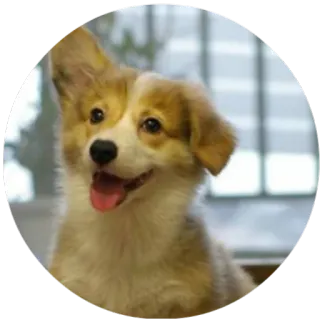 🤔 dog, cute, corgi, pet, animal telegram sticker