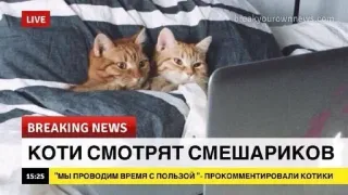 🌟 КОТИ СМОТРЯТ СМЕШАРИКОВ katzen, zuschauen, cartoon, tiere, nachrichten telegram sticker