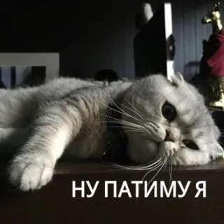 😒 НУ ПАТИМУЯ gatto, pigro, carino, animale domestico whatsapp sticker