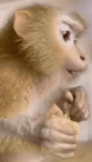 🌟 macaco, animal, mamífero, vida selvagem, primata telegram sticker