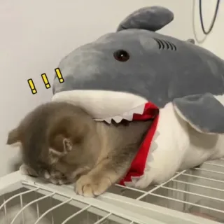 🐾 chat, requin, peluche, animal, animal de compagnie, mignon telegram sticker