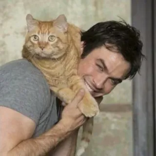😻 kot, mężczyzna, portret, zwierzę, zwierzę domowe, przyjaźń, uśmiech telegram sticker