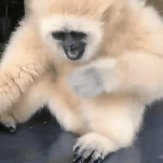 😱 animal, macaco, gibão, primata telegram sticker