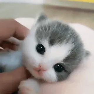 🥺 Katze, Kätzchen, süß, Tier, Haustier, Hauskatze, Säugetier, kleine Katze whatsapp sticker