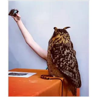 📸 owl, bird, selfie, smartphone, funny, animal, photography telegram sticker