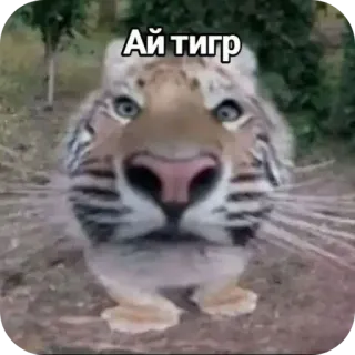 👄 Ай тигр tigre, animal, mignon, mème telegram sticker