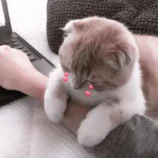 🌷 kat, kitten, schattig, hart, laptop, dier, huisdier telegram sticker