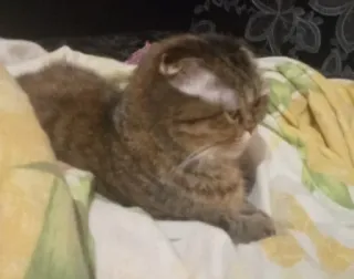 🗿 gato, animal, animal de estimação, gato doméstico, mamífero telegram sticker