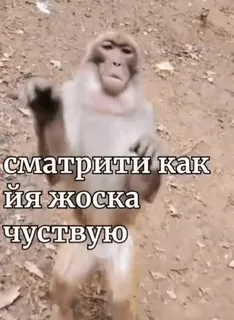 ☺️ сматрити как йя жоска чуствую ลิง, รัสเซีย, สัตว์, ตลก telegram sticker