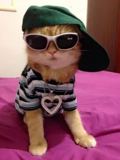 🤔 고양이, 선글라스, 모자, 동물, 애완 동물, 귀여운, 멋진 whatsapp sticker