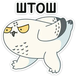 🤨 ШТОШ coruja, engraçado, desenho animado, adesivo, pássaro telegram sticker