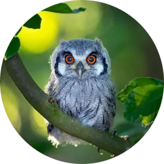 🦉 coruja, pássaro, animal, vida selvagem, natureza, galho, fofo, aviário telegram sticker
