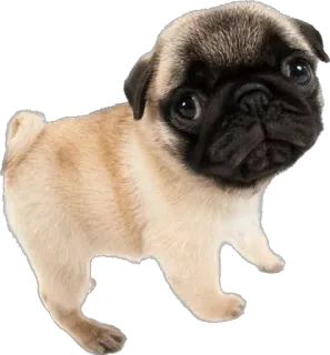 😞 cane, carlino, cucciolo, animale, carino, animale domestico, domestico telegram sticker