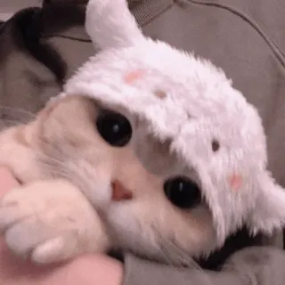 🍡 chat, chaton, mignon, animal, animal de compagnie, chapeau, adorable whatsapp sticker