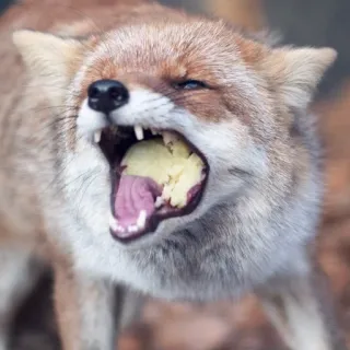 🦊 whatsapp sticker