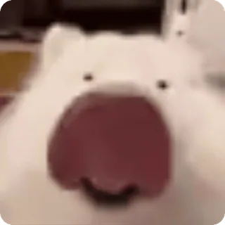 👅 Samoyed dog whatsapp sticker