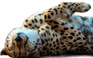 😴 cheetah, animal, wildlife, big cat, spotted, carnivore, mammal whatsapp sticker