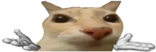 🫲 Katze, Meme, Lustig, Tier, Internet telegram sticker