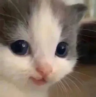 🙂 gattino, gatto, animale domestico, animale, carino, piccolo, felino telegram sticker