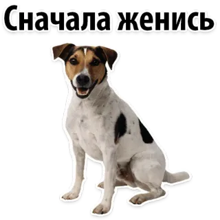 🧐 СНАЧАЛА ЖЕНИСЬ dog, animal, pet, terrier, russian, text telegram sticker