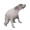 🐶