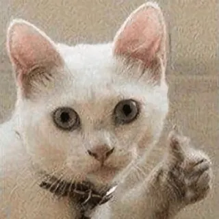👍 gato, animal, animal de estimação, mamífero, animal doméstico, dedo do meio, gesto whatsapp sticker