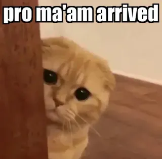 👀 pro ma'am arrived gato, meme, gracioso, animal, mascota telegram sticker