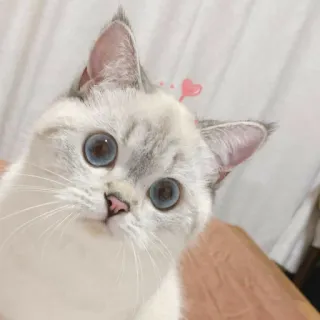😃 cat, cute, animal, pet, domestic animal telegram sticker