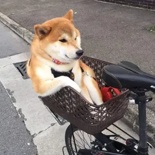 😑 Hund, Shiba Inu, Fahrrad, Haustier, Tier, Korb telegram sticker