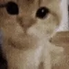 🐱
