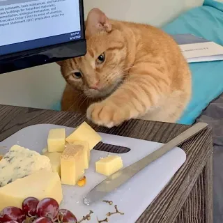 🧀 고양이, 치즈, 포도, 음식, 동물, 집고양이, 테이블 telegram sticker