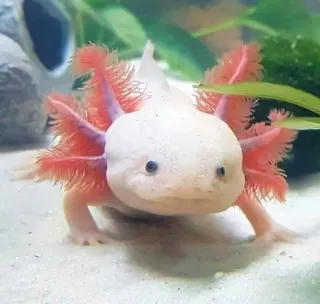 😄 アホロートル, 動物, サンショウウオ, 水生, ペット, かわいい telegram sticker