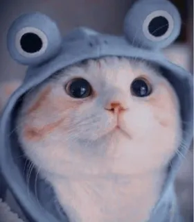🌟 mèo, ếch, động vật, dễ thương, thú cưng, áo hoodie, mắt, nhãn dán telegram sticker