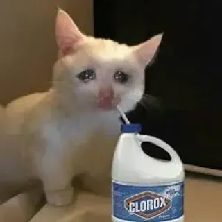 😭 gato, triste, lejía, suicidio, bebiendo telegram sticker