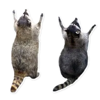 Racoonpack @perioad telegram stickers