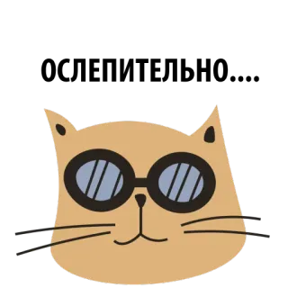 😎 gato, óculos, animal, adesivo, desenho animado, fofo telegram sticker