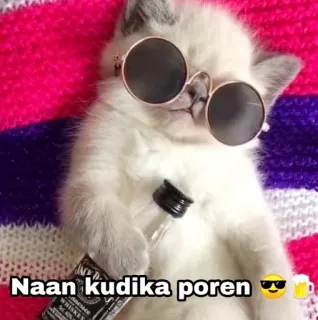 🍺 Naan kudika poren gato, óculos de sol, garrafa, bebendo, álcool, engraçado, meme telegram sticker