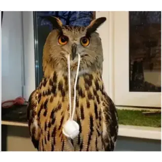 🎾 owl, bird, cute, animal, nature, staring telegram sticker