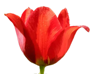 🌷 Blume, rot, Tulpe, Natur, Pflanze whatsapp sticker
