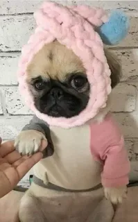 💘 собака, мопс, шляпа, милый, животное, питомец telegram sticker