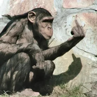 🖕 scimmia, dito medio, gesto offensivo, animale, primate whatsapp sticker