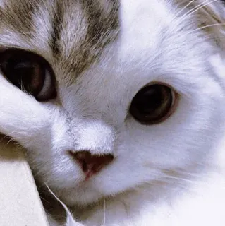 😚 mèo, thú cưng, động vật, dễ thương, nhà, họ mèo, mèo con telegram sticker
