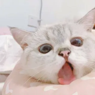 😛 chat, animal, mignon, drôle, chaton, animal de compagnie, bâillement, fatigué whatsapp sticker