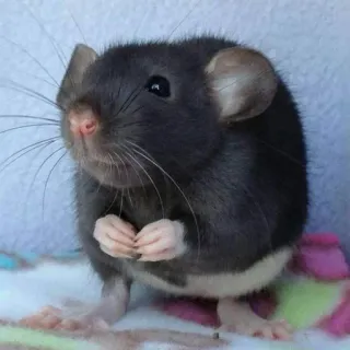 🐀 szczur, słodki, zwierzę, gryzoń, zwierzę domowe telegram sticker