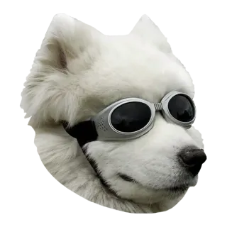 👓 犬, サングラス, かっこいい, 動物, サモエド telegram sticker