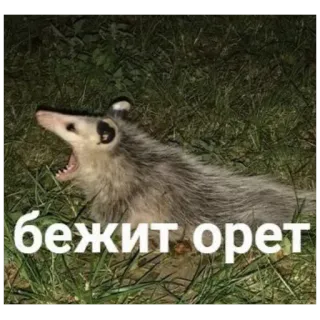 opossum telegram stickers