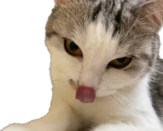 😛 chat, animal, animal de compagnie, domestique, mignon, langue whatsapp sticker
