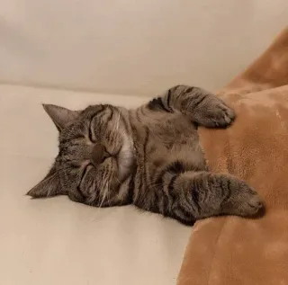 😏 кот, спящий, животное, домашний кот, полосатый, кошачий, питомец telegram sticker